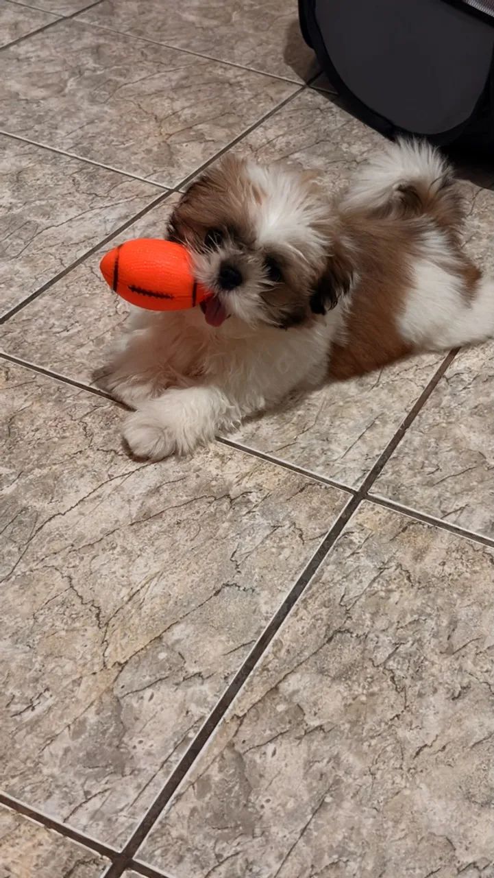 Shihtzu  - Foto 2