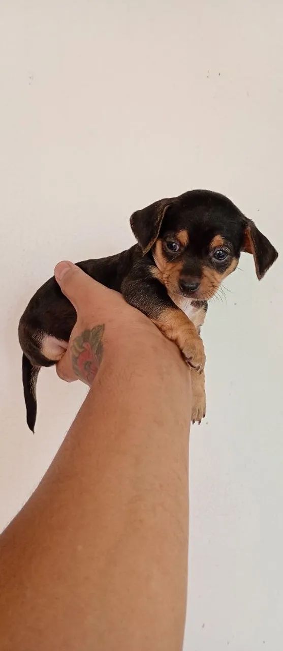 Pincher 