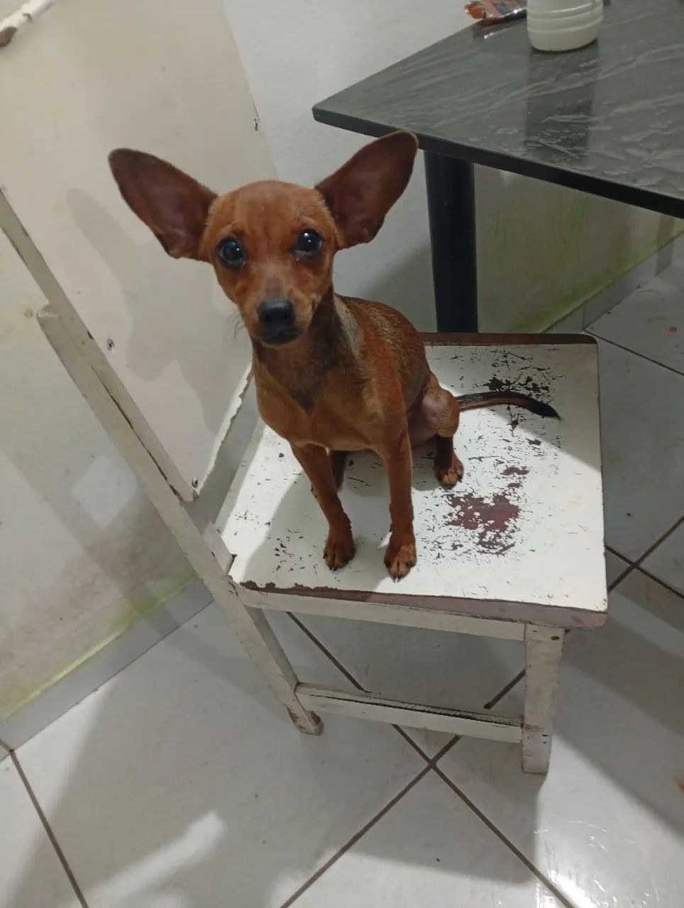 Vende-se uma cachorra  - Foto 4