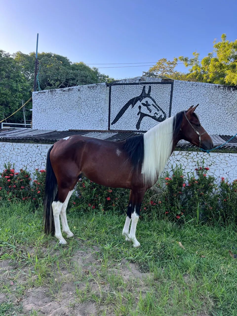 POLTRO PAMPA MAQUiNA DE MARCHA PICADA
