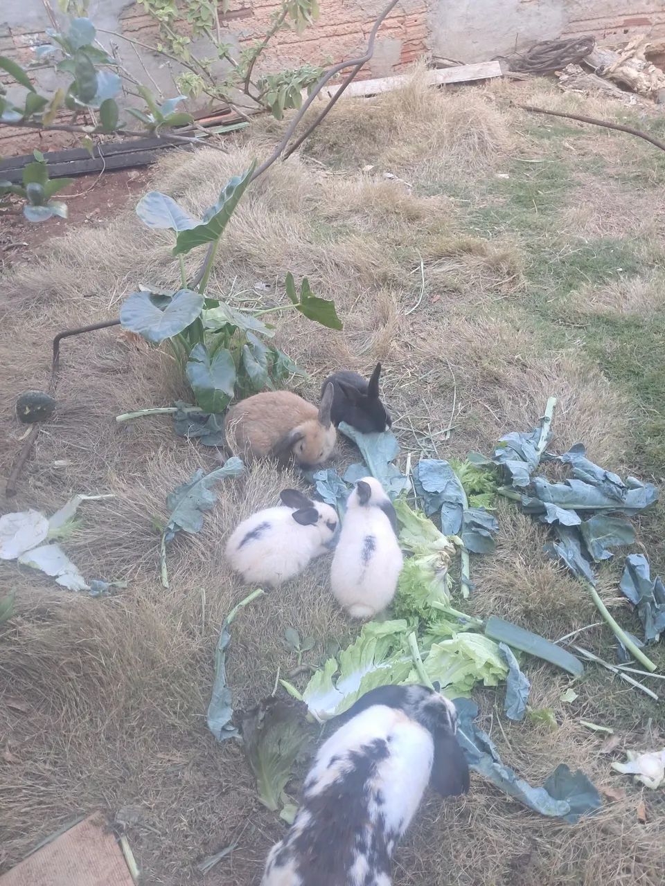 Coelhos - Foto 3