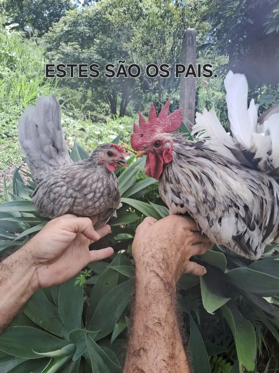 Franguinhos NAGAZAKI  - Foto 6