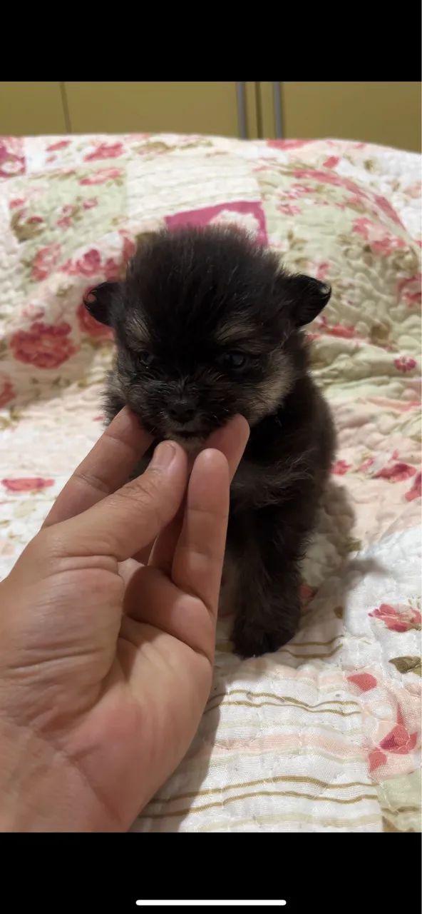 Lulu da Pomerania black and tan  - Foto 2