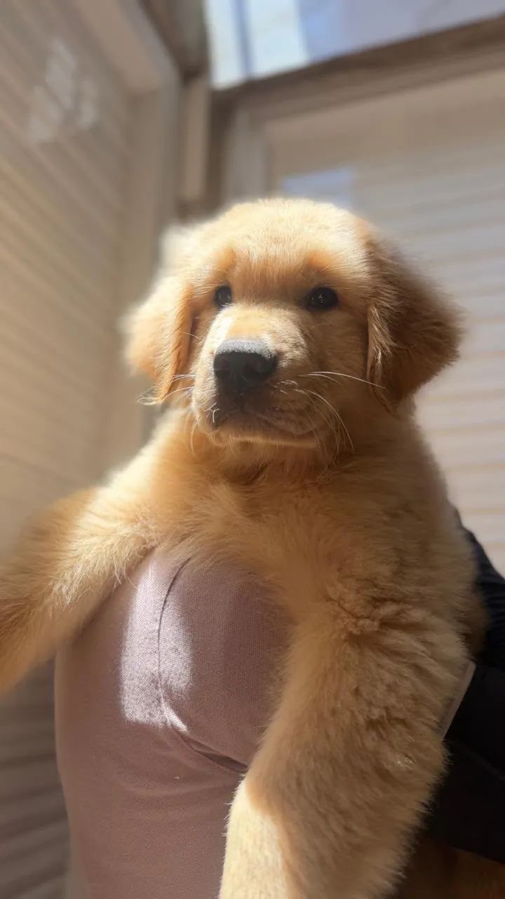 FILHOTE GOLDEN RETRIVER - Foto 4