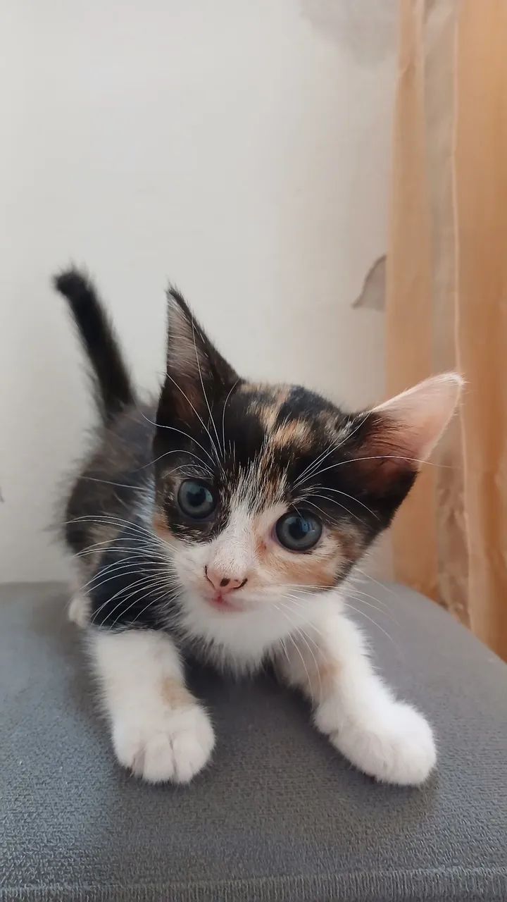 Gatinhos para doação  - Foto 5