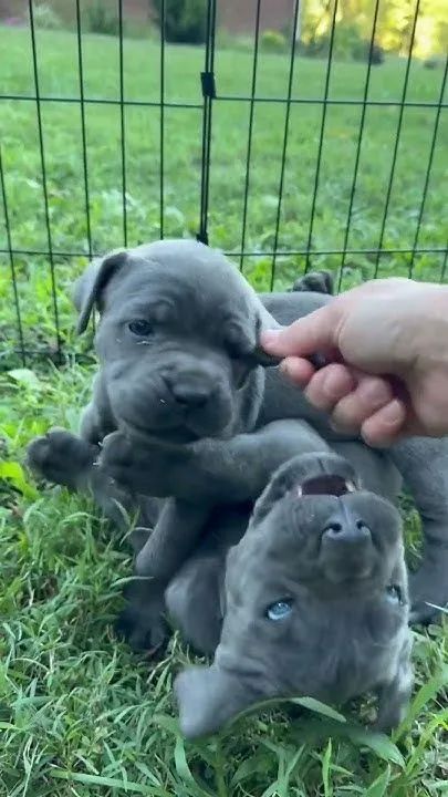 Cane Corso Machos e Femeas - Foto 2