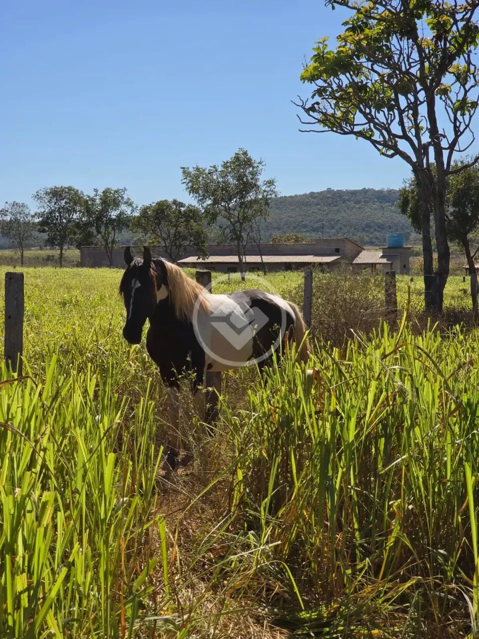 FAZENDA EM PINDORAMA - TO codigo: 355342 - Foto 5