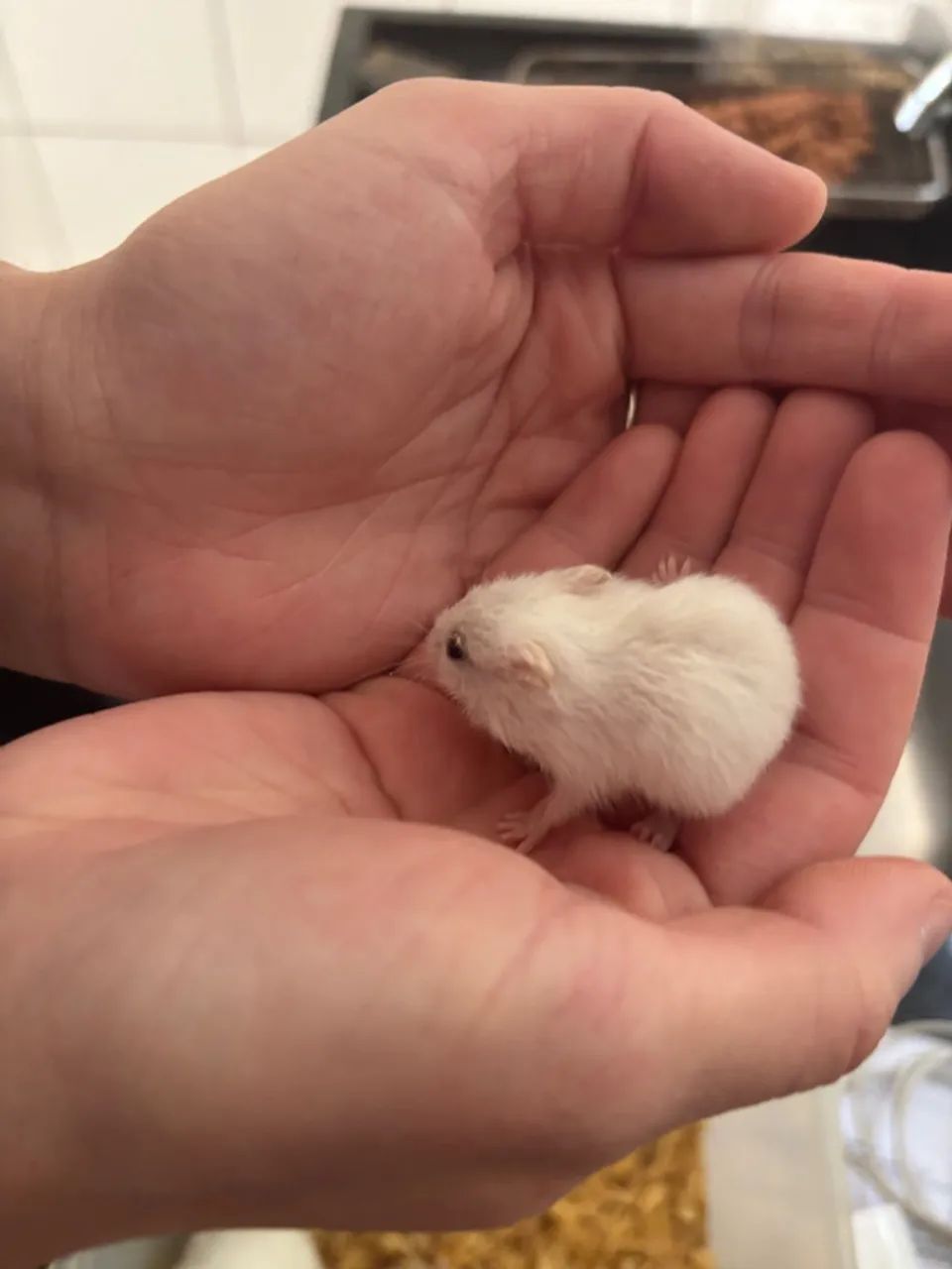 Hamster anao russo - Foto 2