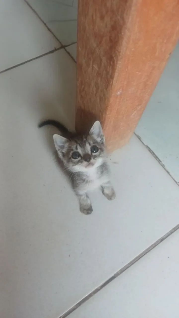 Gatinho macho para adoção responsável 
