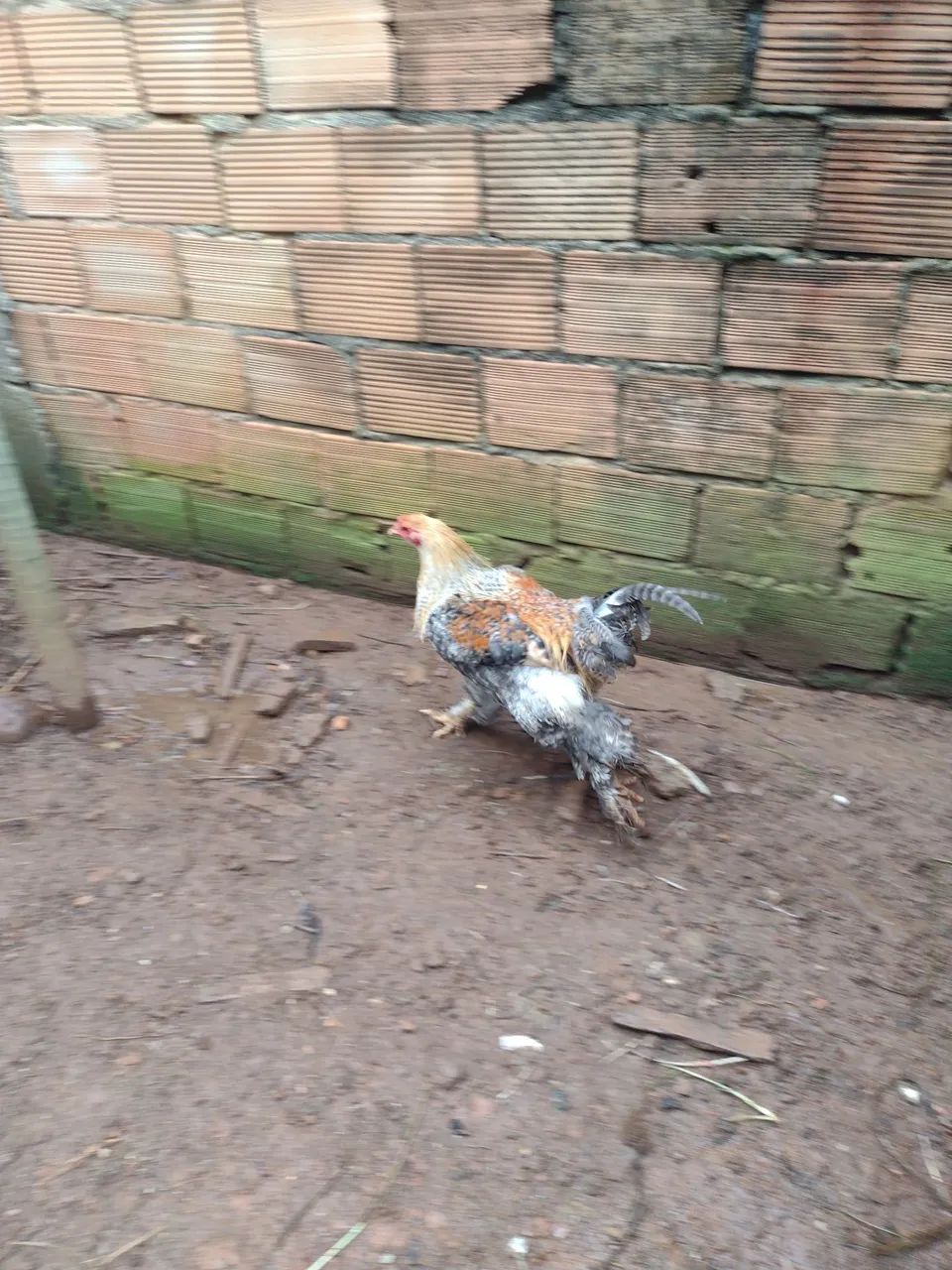 Galo - Foto 6