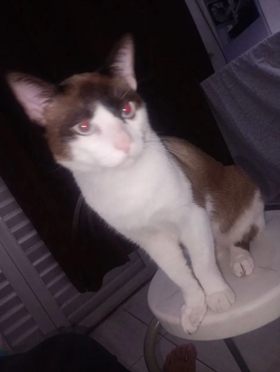 Gato