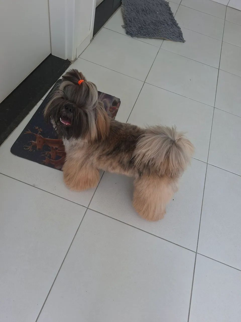 Cachorro shihtzu macho  - Foto 2