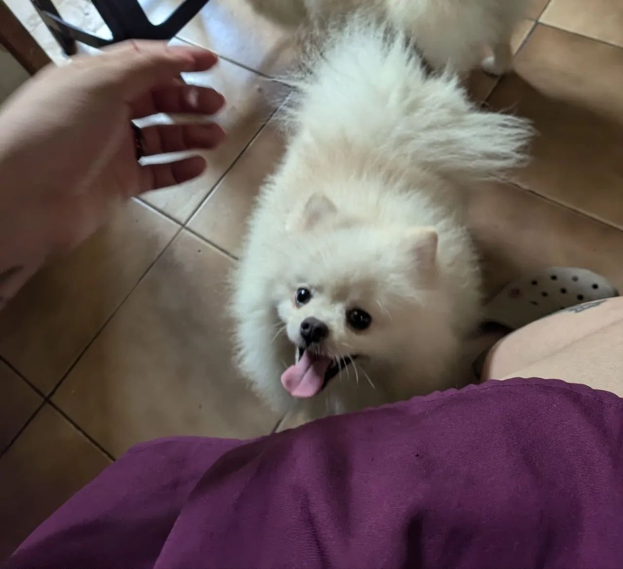 Spitz alemão com pedigree e microchip