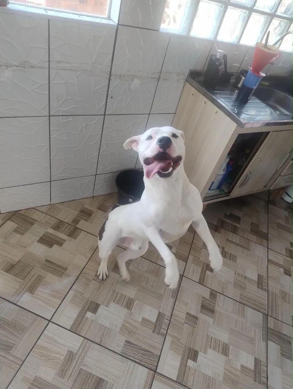 Doação Pitbull Urgente! - Foto 2