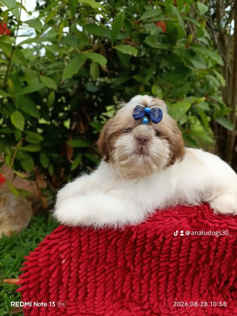 Shihtzu 