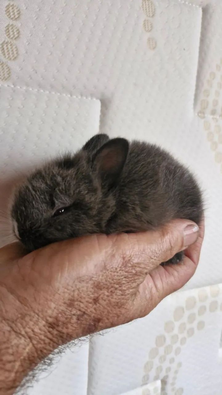 Coelhinho Netherlands draf