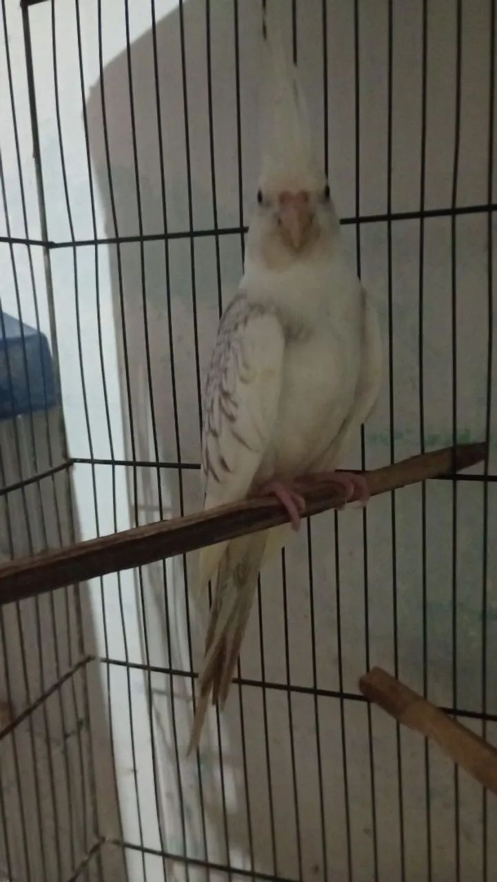 Viveiro triplo  - Foto 3