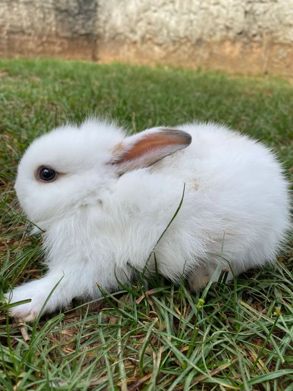  coelhinha