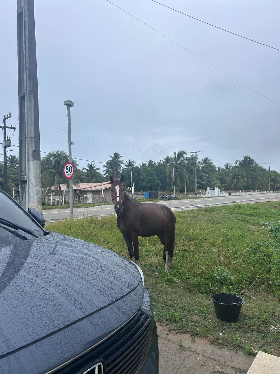 Cavalo - Foto 3
