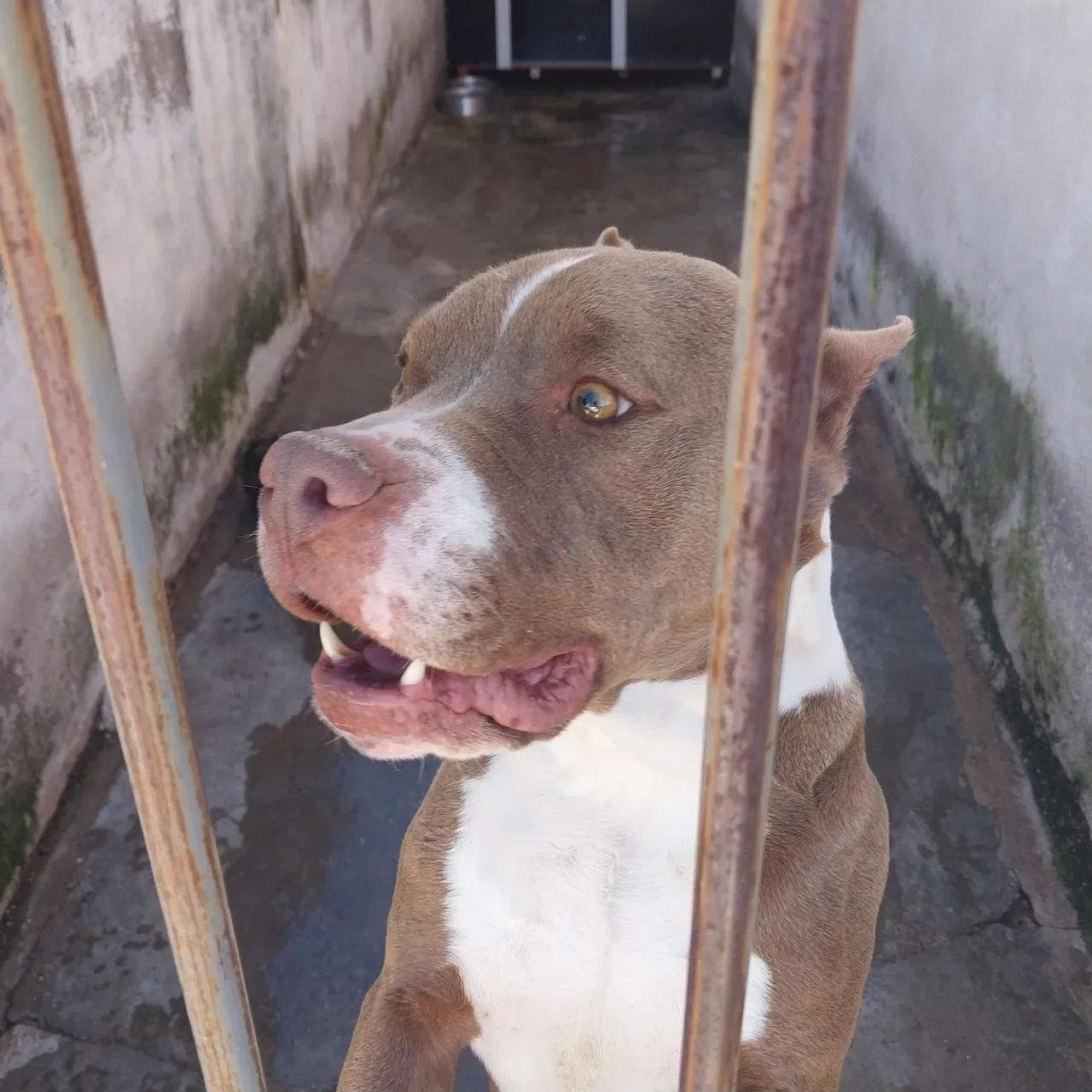 Doa -se  Pitbull  Macho 4 Anos - Foto 2