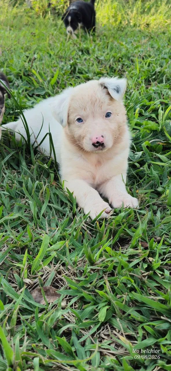 Border collie  - Foto 4