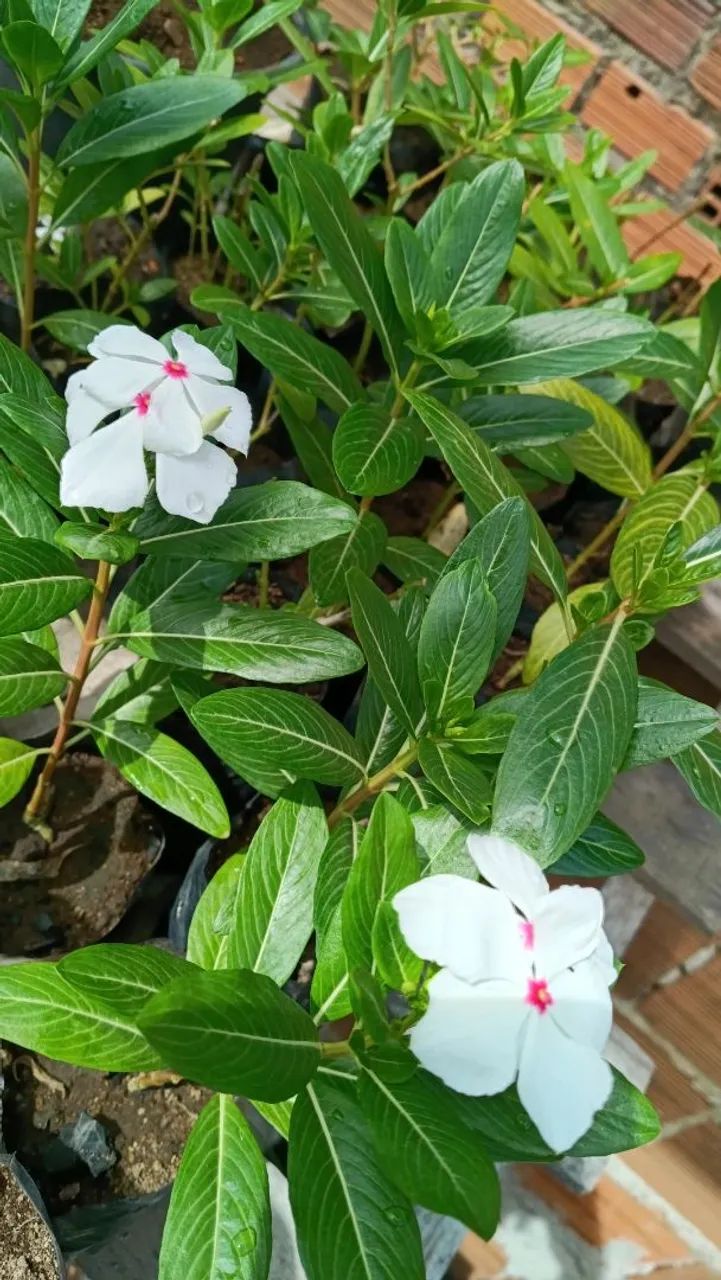 Vinca, boa noite  - Foto 3