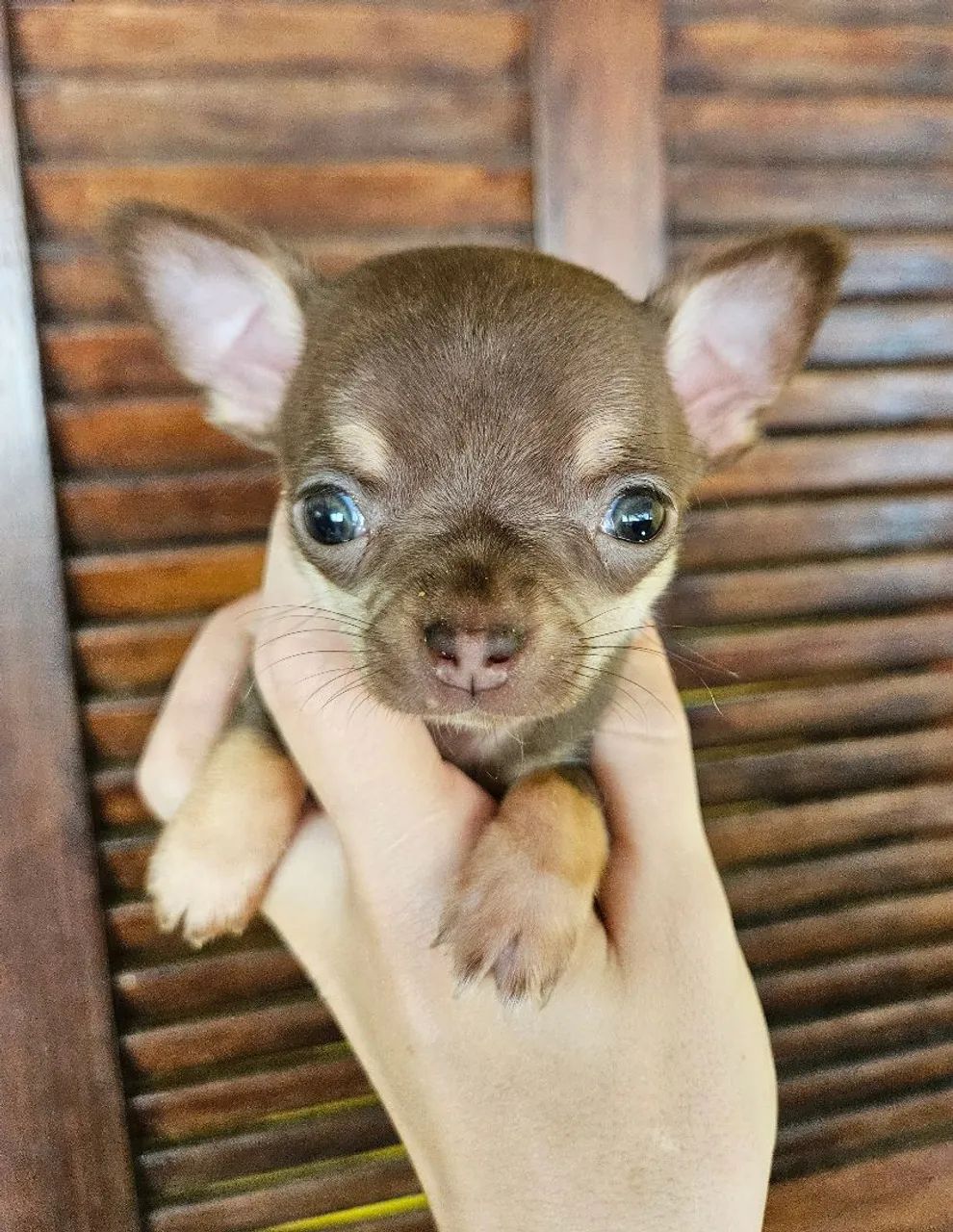 Chihuahua macho - Foto 2