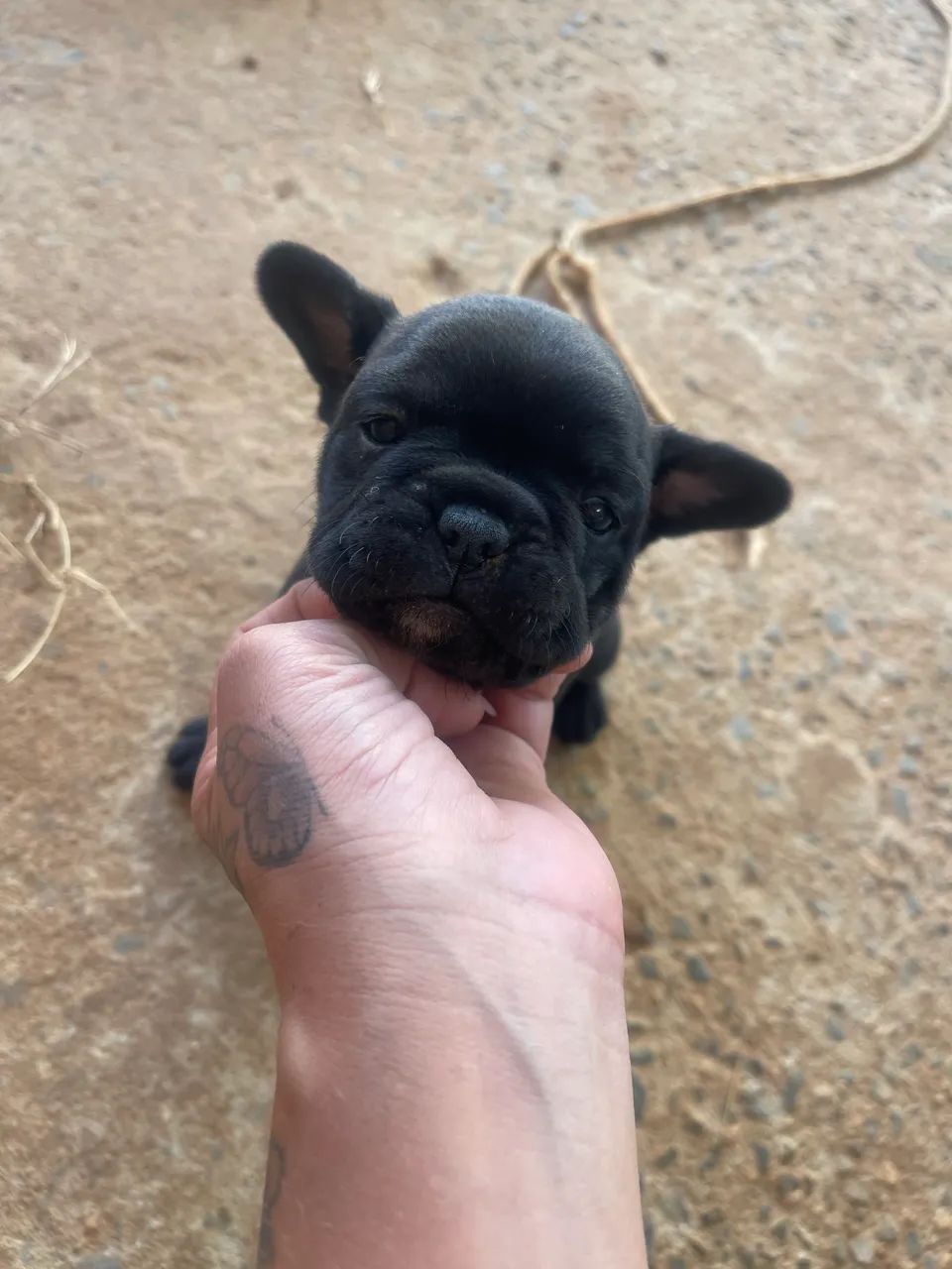 Filhotes e buldogue  - Foto 2