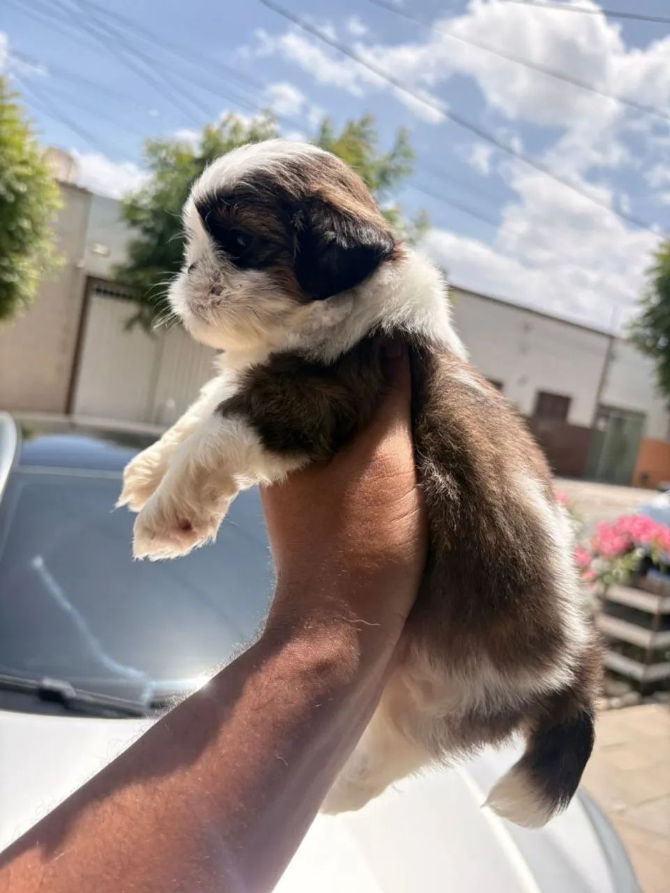 Shih-Tzu Fêmea 