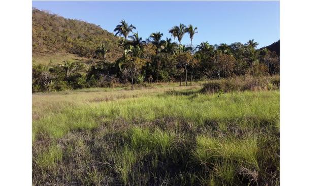 1450 Hectares, Oportunidade, Pecuária Santo Antônio do Leverger-MT - Foto 5