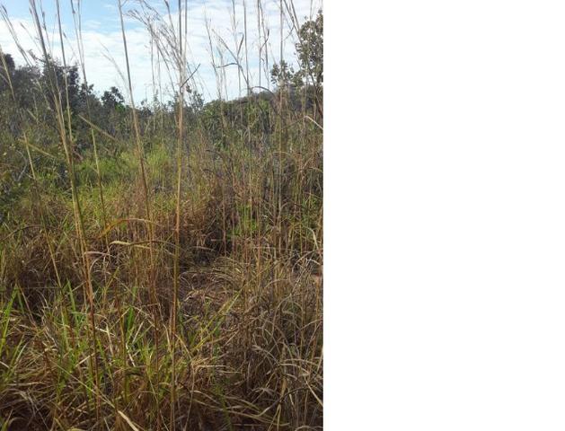 650 Alqueires, Oportunidade, Pecuária Santo Antônio do Leverger-MT - Foto 3