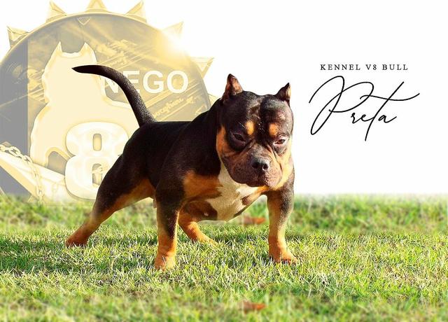 American bully - Foto 2