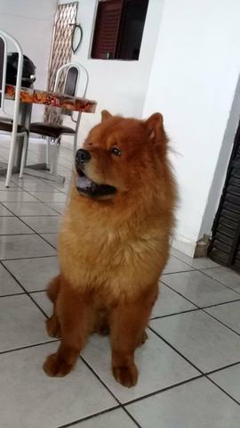 Vende-se Chow Chow fêmea - Foto 6