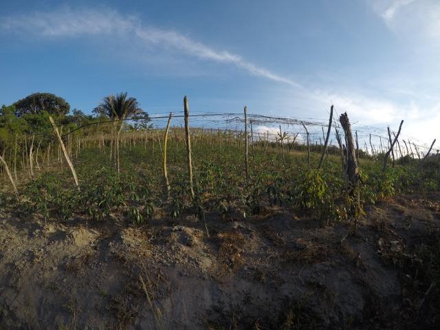 Sítio em Chã Grande PE - Foto 15