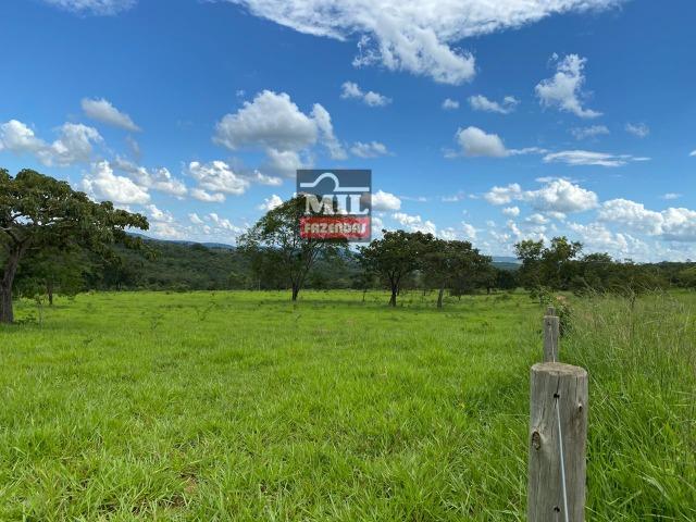 Fazenda 25 Alqueires ( 121ha) Hidrolândia-GO - Foto 15