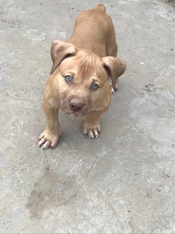 Pit Monster - Foto 4