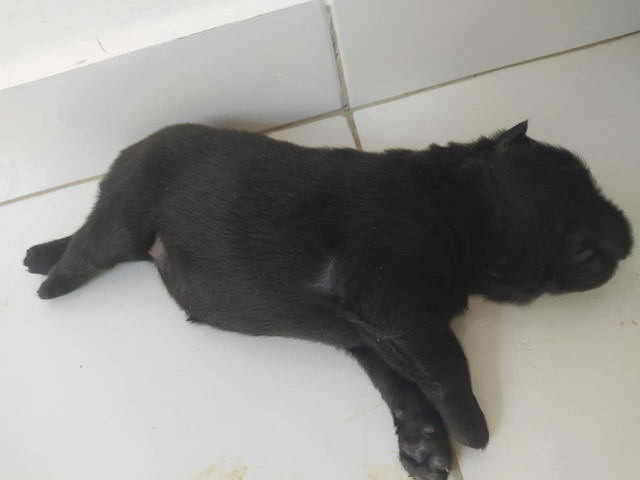 Chow Chow fêmea - Foto 4