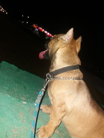 American bully com APBT - Foto 5