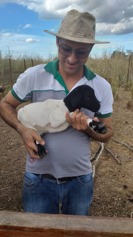 Carneiro Dorper - Foto 4