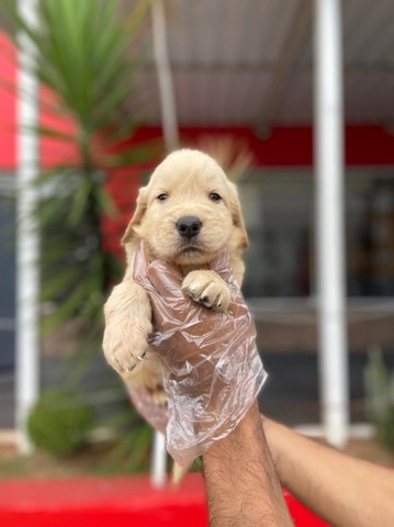 golden muito fofinho a pronta entrega, um pet de família - Cachorros e  acessórios - Pinheiros, São Paulo 1097949230