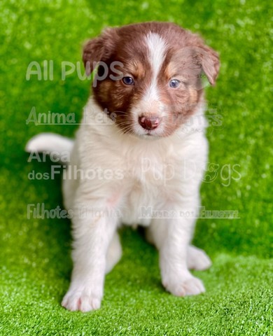 Border Collie filhotes, atendimento 24horas - Foto 2