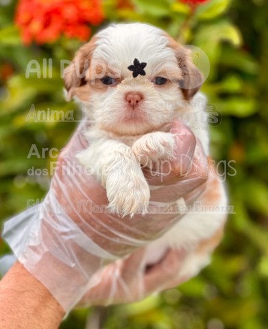 Shih Tzu filhotes, pedigree de raça pura  - Foto 2