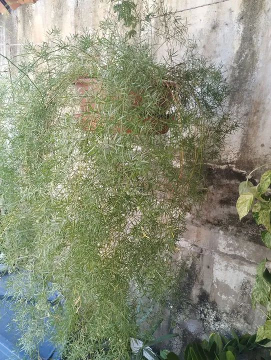 3 Mudas de Planta Zamioculcas - Foto 6