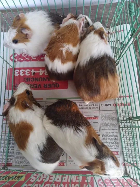 Porquinho da índia  - Foto 2