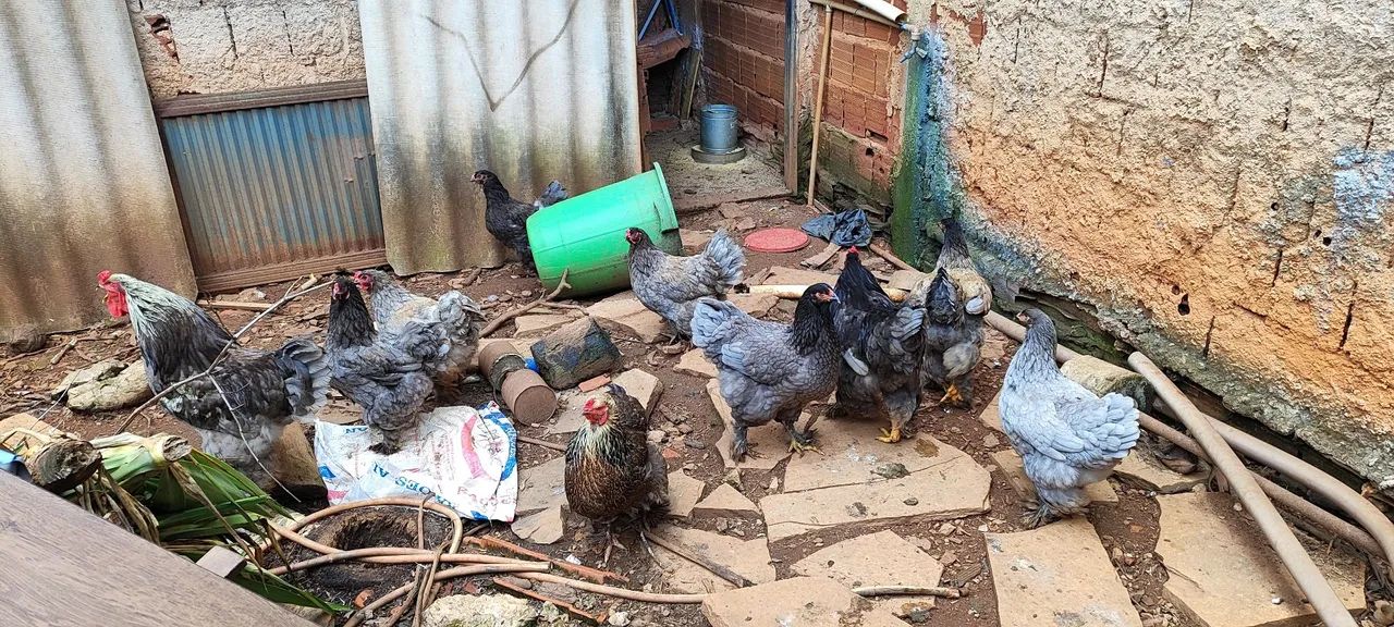 Galinhas Brahma azul - R$ 150 - Foto 2