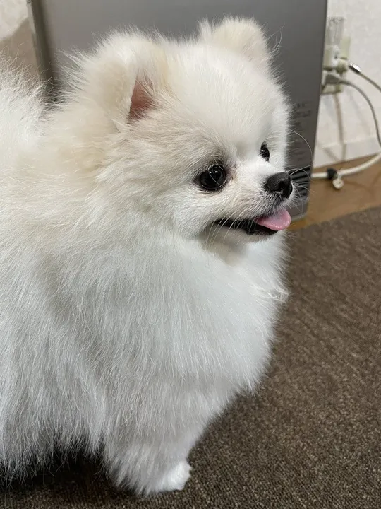 Spitz Charme e Elegância