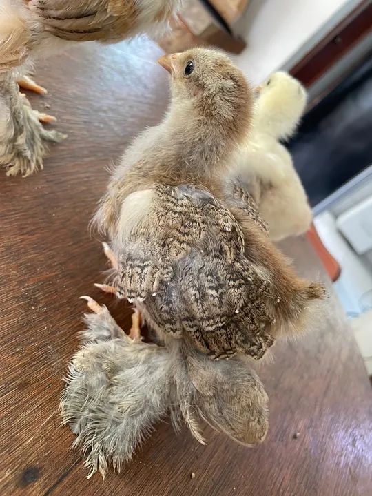 Pintinho galinha Brahma  - Foto 3