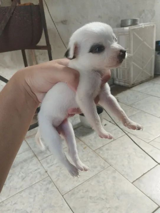 Estou doando cachorrinhos - Foto 3