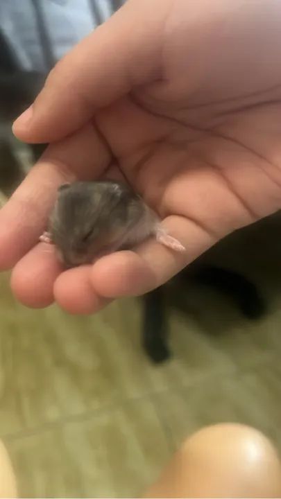 Hamster bebê - Fofo e brincalhão