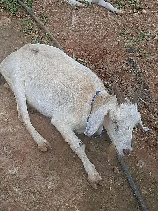 Vendo cabrita  - Foto 4